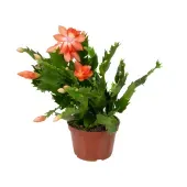 Flor de Maio - Schlumbergera Truncata Pote 11